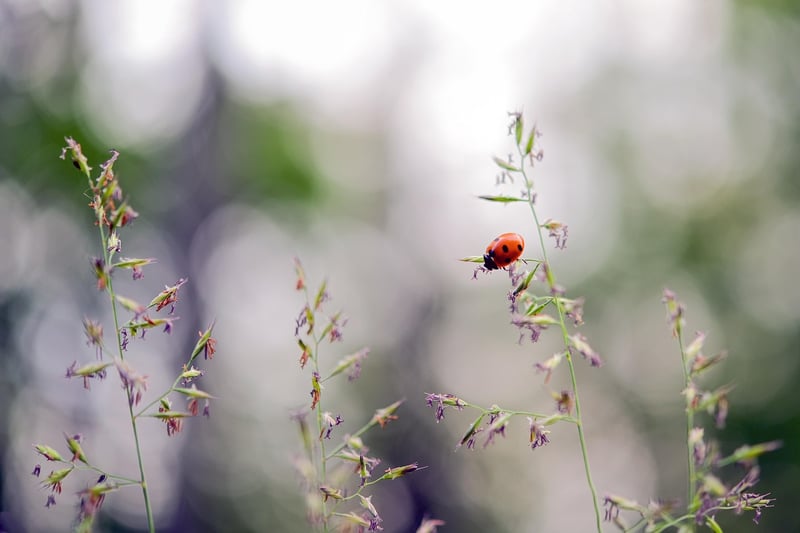 Quiet Reverberations