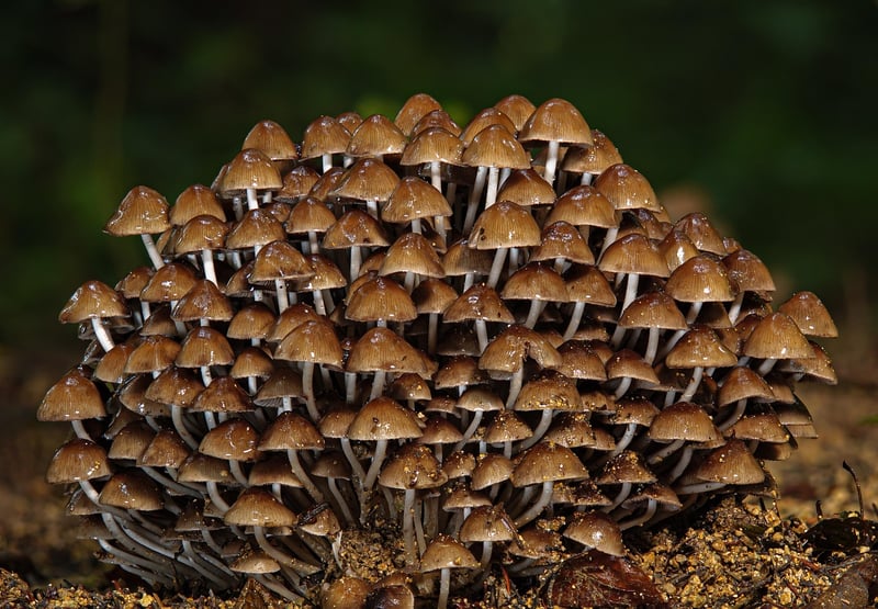 Mysterious Forest Image