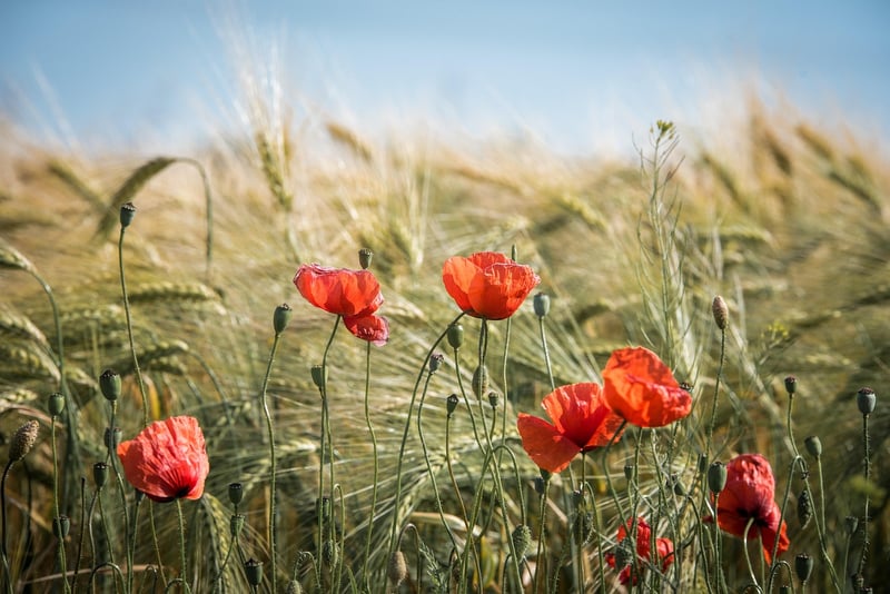 Gentle Breezes